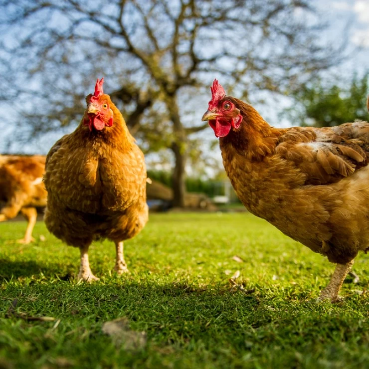 Rol de los Acidificantes en la Nutrición y Salud Animal: