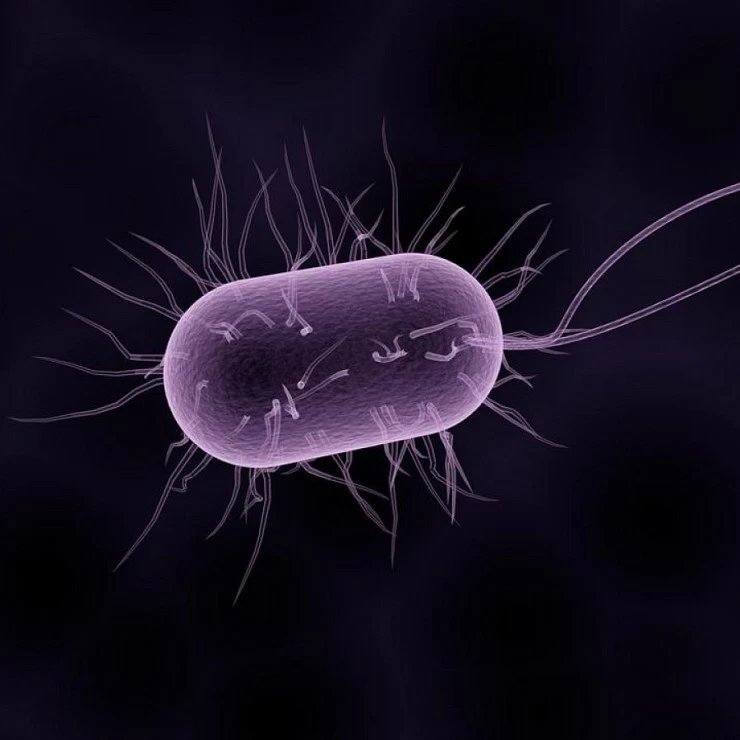 Antimicrobial Activity of Butyrate Glycerides Toward Salmonella Typhimurium and Clostridium perfring