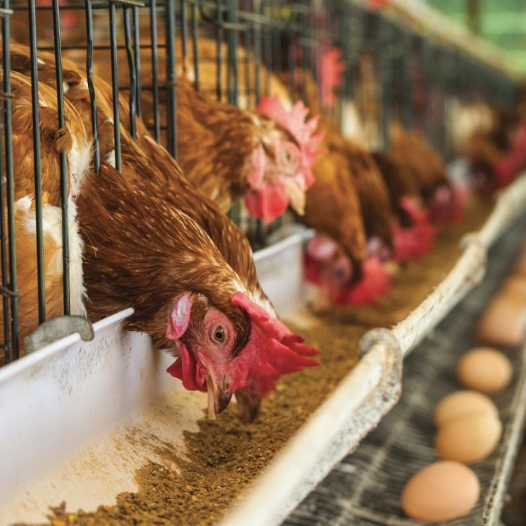 Microbiome applications for laying hen performance and egg production