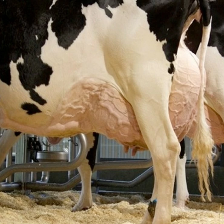 Feeding management to reduce the risk of subacute ruminal acidosis in dairy cattle