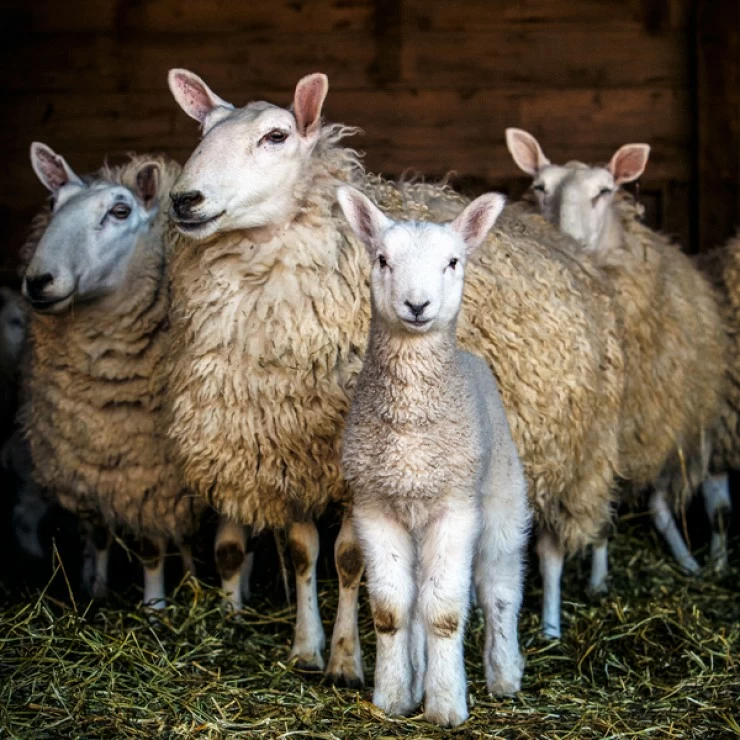 Implications of butyrate and its derivatives for gut health and animal  production