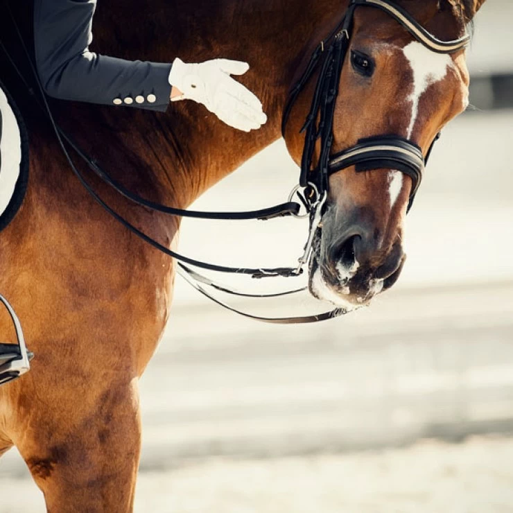 Assessing equine emotional state